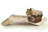 Fossil Plesiosaur (Thililua?) Cervical Vertebra - Asfla, Morocco #329729-1
